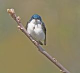 Tree Swallow
