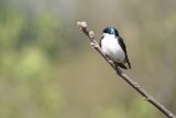 Tree Swallow