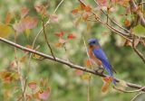 Eastern Bluebird