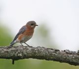 Eastern Bluebird