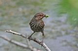 Red-winged Blackbird female