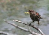 Red-winged Blackbird female
