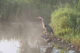 Great Blue Heron at daybreak