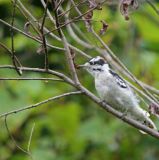 Downey Woodpecker