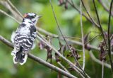 Downey Woodpecker