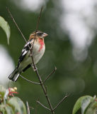Rose-breasted Grosbeak