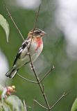 Rose-breasted Grosbeak