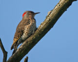 Northern Flicker