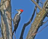 Pileated Woodpecker
