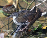 Virginia Rail