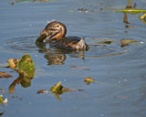 Pied-billed Grebe