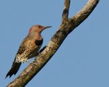 Northern Flicker