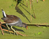Common Moorhen