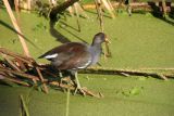 Common Moorhen