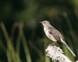 Northern Mockingbird