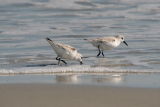 Semipalmated Sandpiper