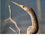 Anhinga Portrait