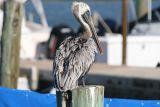 Brown Pelican