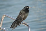 Boat-tailed Grackle