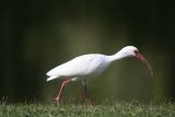 White Ibis