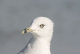 Ring-billed Gull