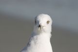 Ring-billed Gull