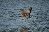 Osprey