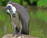 Vulture