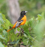 Baltimore Oriole