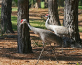 Sandhill Crane