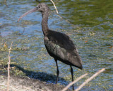 Glossy Ibis