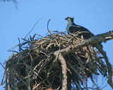 Osprey