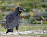 Black Vulture
