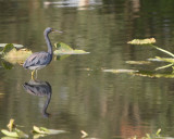 Tri-colored Heron