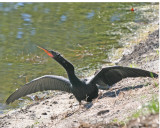 Anhinga