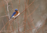 Eastern Bluebird