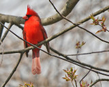 Northern Cardinal
