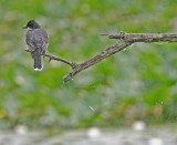 Eastern Kingbird