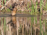 Wood Duck Female