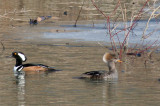 Hooded Merganser pair
