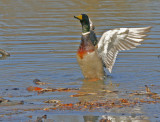 Mallard