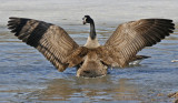 Canada Goose
