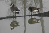 Canada Goose Pair