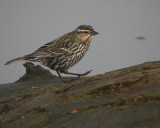 Red-winged Blackbird female