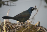 Common Grackle
