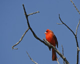 Northern Cardinal