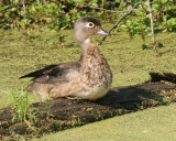 Wood Duck female