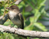 Eastern Phoebe