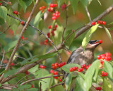 Cedar Waxwing