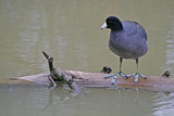 American Coot
